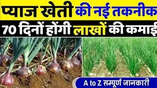 प्याज खेती की नई विधि ने बना दिया मालामाल | pyaj ki kheti kaise karen |pyaj ki kheti onion farming 