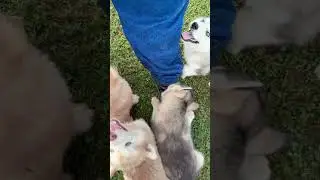 Alusky puppy attack!