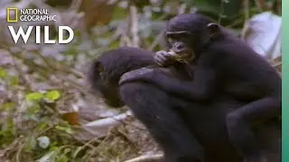 Which Animals Carry Their Babies? | Animal Autofill