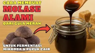 Cara Membuat Molase Alami dari Gula Merah untuk Fermentasi Mikroba & Pupuk Cair #pupukorganikcair