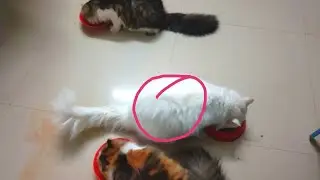 Hamari cat mating karae baat bhi Wapas se hit per a gai | cat videos | animals videos | mini zoo