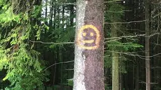 🌲 Potulky lesom 🌲