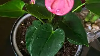 WATERING INDOOR PLANTS USING EMPTY WATER BOTTLE @LIFE HACK