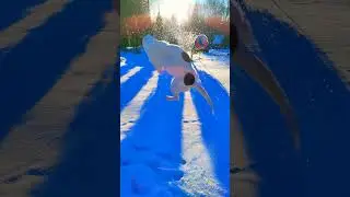 How high can a Jack Russell actually jump #dogs #shorts #amazing