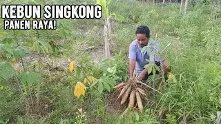 Panen Singkong Manual | Cabut Singkong Langsung dari Kebun