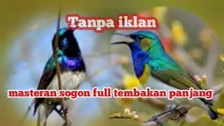 Masteran sogon,sogon isian mewah,sogon tembakan kasar,pancingan sogon istimewa