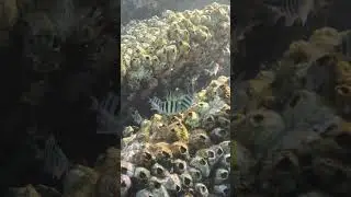 Tiny Dancers! Baby Sergeant Major Enjoy a Barnacle Buffet 🍽️🐟🧽