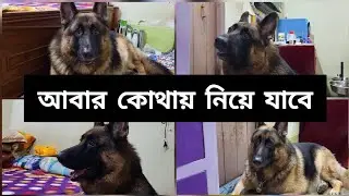 আবার কোথায় নিয়ে যাবে 🙄 || German shepherd excited 😃 || dog video