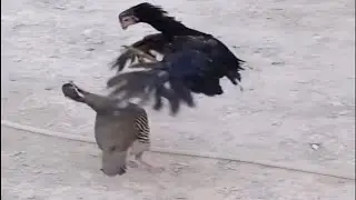 Crow playing slide on the snow andRooster and partridge fighting