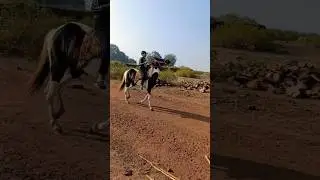 horse riding #horse riding #horse riding video #horse riding shorts #learn to ride horse#status song