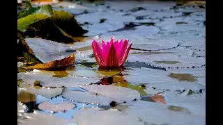 Beautiful Relaxing Music for Stress Relief ~ Calming Music ~ Meditation~Relaxation | #MusicMade