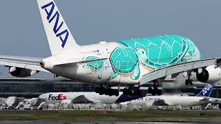 #成田空港#フライングホヌ カイ君のランディング
