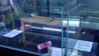 Check out our Cade aquariums for sale at Majestic Aquariums