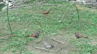 cara menjerat burung perkutut// dapat banyak