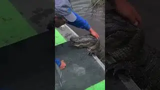 🥰💖🐊 Petting Alligator On It's Head [SO CUTE 😍] #shorts #funny #alligator #viral #cute #trending