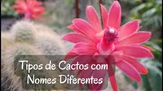 Tipos de Cactos com nomes diferentes
