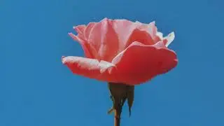 Frifu -  synthh (LOFI CHILL)
