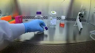 Passaging Caco-2 cells (part 1)