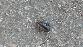 Welcome to the Beetle life 😅😁