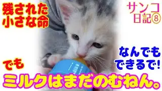 ND133【赤ちゃん猫】サンコ更に進化！離乳食始めました♡そして&hellip;【サンコ日記】