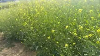 Sarson ke khet mein ghumne Aaye nilgai ko Sher kha Gaya