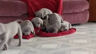Silver Labrador Puppies For Sale