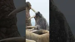 Inside the Arctic: Giant Walrus