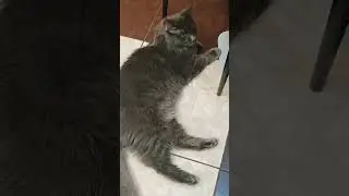 Мэйн кун отдыхает