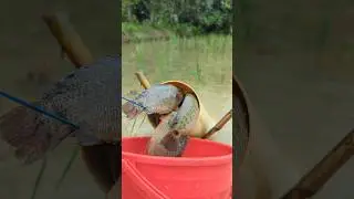 Unique Challenge Fishing With Plastic Pipe In Pond#pipe_fishing#shorts