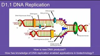 D1.1 DNA Replication --  IB Biology New Curriculum