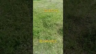 #чг #залети #music #games #залити #cat #gaming #пустьзалетит #memes