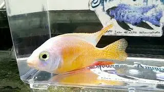 African Cichlids Taiwan Reef Albino
