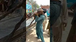 من قلب الصحراء &ndash; مشقة الحياة وجمالها#goat #goatmandi #shortvideo #desertlife #thardesert