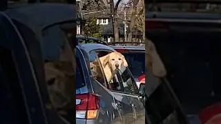 The dog 🐶 feels sad 😢 when you leave ❤️🐶 #doglover #dog #shots