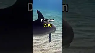 Most Intelligent Animals on Earth 😲 | Crazy Facts | Amazing Facts | Cute Animal Facts