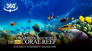 360 VR Video of a Coral Reef: Discover the Wonders of the Calming Ocean 4K Ultra HD