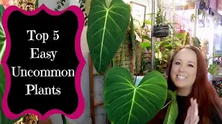 Top 5 Easy Uncommon Plants