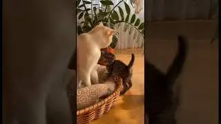 😺 Soft-Pawed Energy of the Cat Family Pawventure 💖