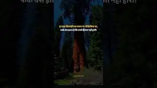 #amazingfacts#infoknow#facts#infofacts#infomation#shortvideo