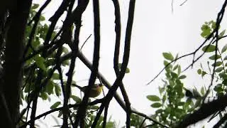 Common Yellowthroat clicking (bird call)