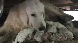 Marley's first litter. Born under a building. 12 puppies: 3 female and 9 male. All are healthy.