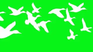 GREEN SCREEN birds fly effects with sound || chroma key birds flying effects
