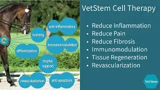 VetStem Cell Therapy for Equine Orthopedics