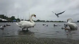 MUTE SWANS FAMILY🦆TINY FLURRY MUTE SWAN CYGNETS🦆MALLARD DUCK🕊GULLS💦KINNEGO MARINA IRELAND💦subscribe🙏