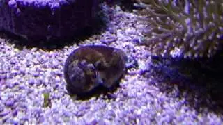 Nemo's World TV Sand Sifting Marine Snails