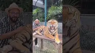#tiger #roar #sound #bangkok #thailand Lovely experience