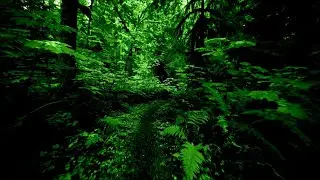 The Cure🌳A Forest &ndash; Lyrics video
