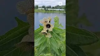 А вы знали что это за растения? #растения #факты #комнатныерастения #цветы  #сад #огород #хобби