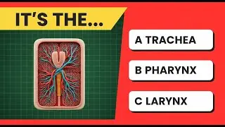 The Ultimate Human Body Quiz Challenge! | Only Genius guess all 😱 | Brain Bots