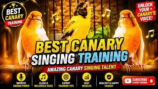 &ldquo;The Most Beautiful Canary Singing You&rsquo;ll Hear Today 🎶✨&rdquo; #galerikenariindonesia #kenari3in1 #canary 